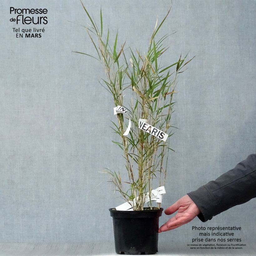 Spécimen de Pleioblastus linearis - Bambou moyen 2/3L Pot de 2L/3L tel que livré au printemps