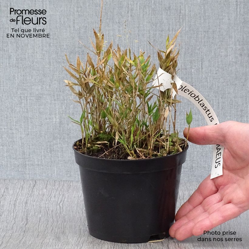 Spécimen de Pleioblastus pygmaeus - Bambou nain Pot de 1L/1,5L tel que livré en automne
