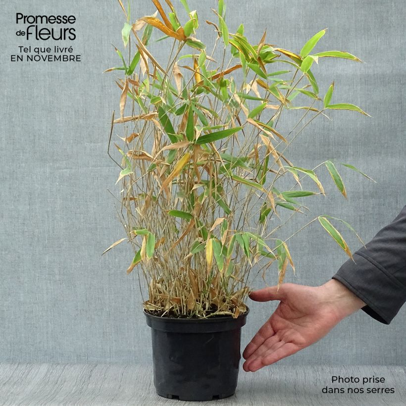 Spécimen de Pleioblastus pygmaeus Distichus - Bambou nain Pot de 2L/3L tel que livré en automne