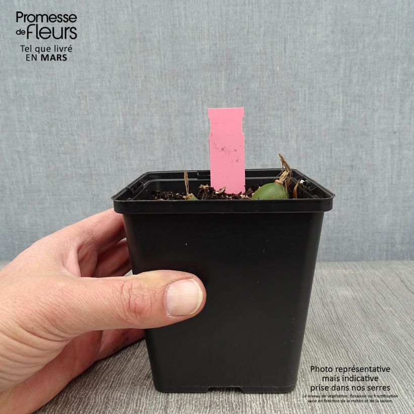 Spécimen de Pleione Glacier Peak - Orchidée terrestre Pot de 1L/1,5L tel que livré en hiver