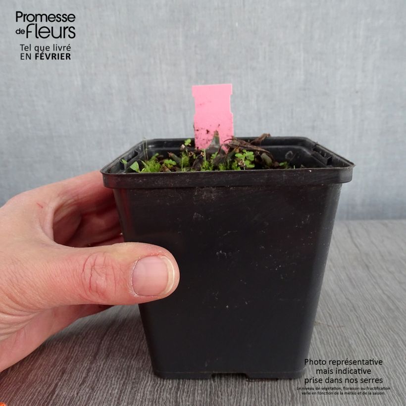 Spécimen de Pleione Tongariro - Orchidée terrestre Pot de 1L/1,5L tel que livré en hiver