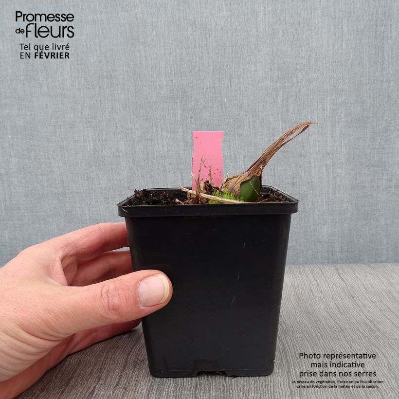 Spécimen de Pleione formosana - Orchidée de Formose terrestre  Pot de 1L/1,5L tel que livré en hiver