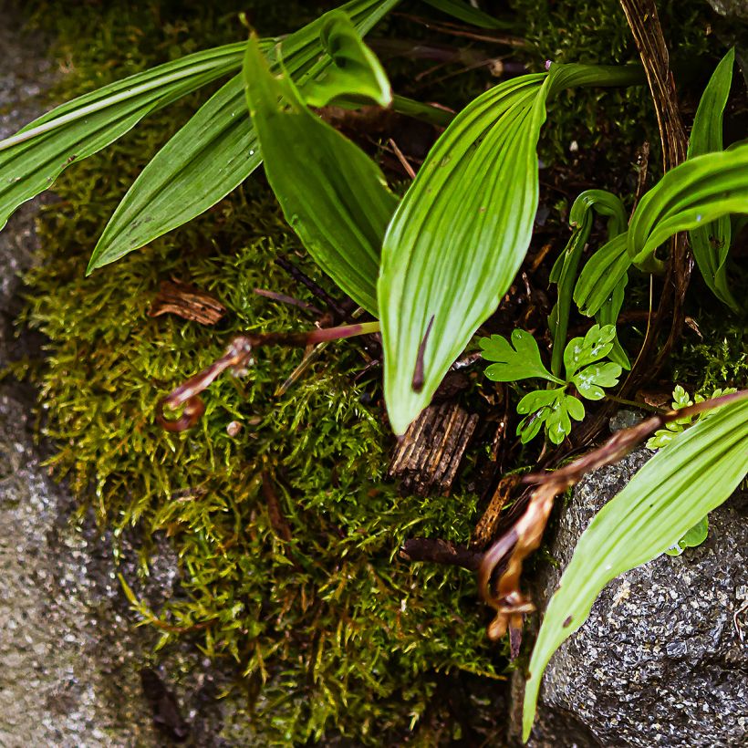 Pleione formosana - Orchidée de Formose terrestre (Feuillage)