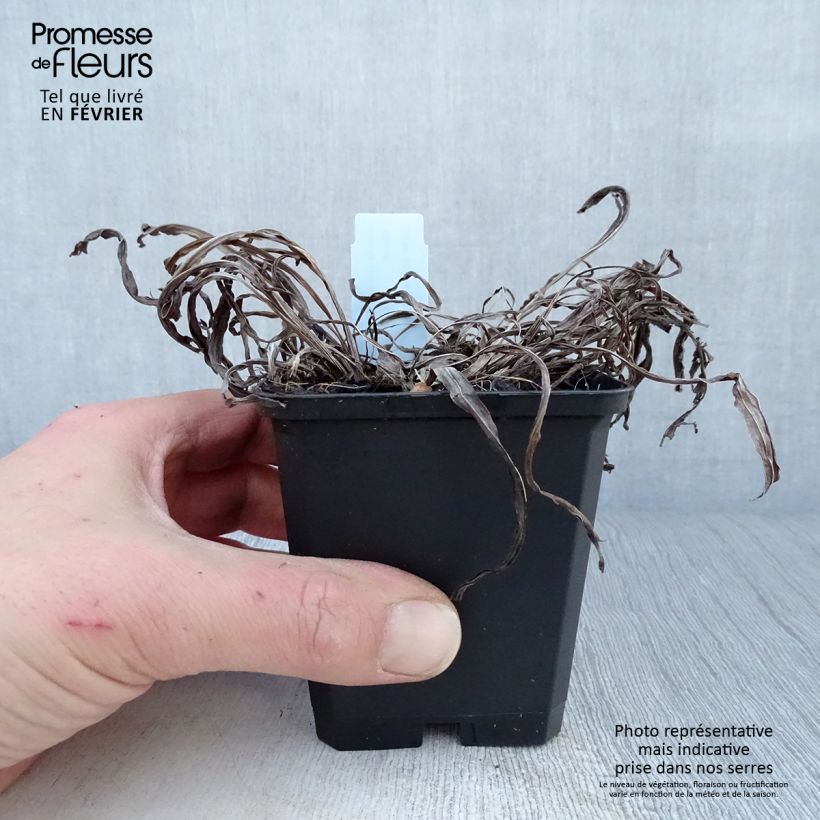 Spécimen de Plume du Kansas, Liatris spicata Floristan Violet Godet de 8/9 cm tel que livré en hiver