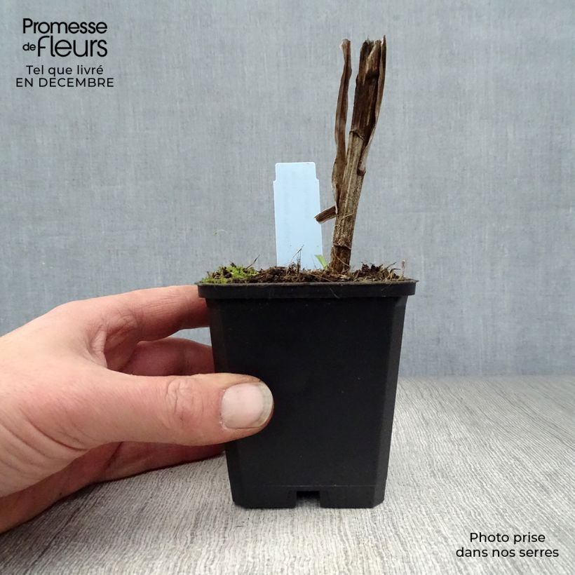 Spécimen de Plume du Kansas - Liatris spicata Floristan White Godet de 8/9 cm tel que livré en hiver