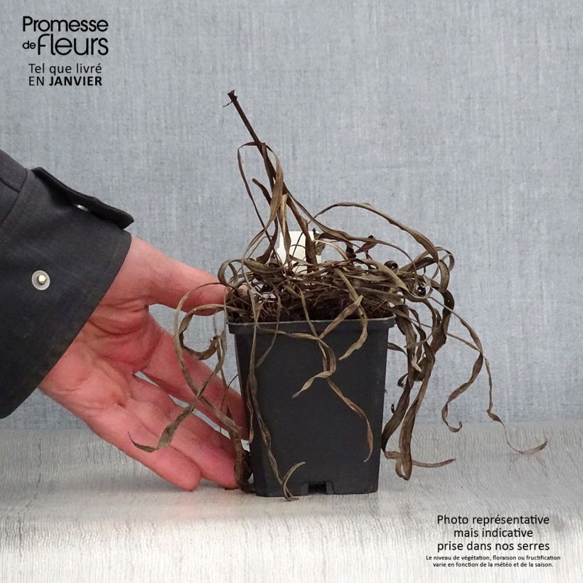 Spécimen de Plume du Kansas ou Liatris spicata Kobold Godet de 8/9 cm tel que livré en hiver