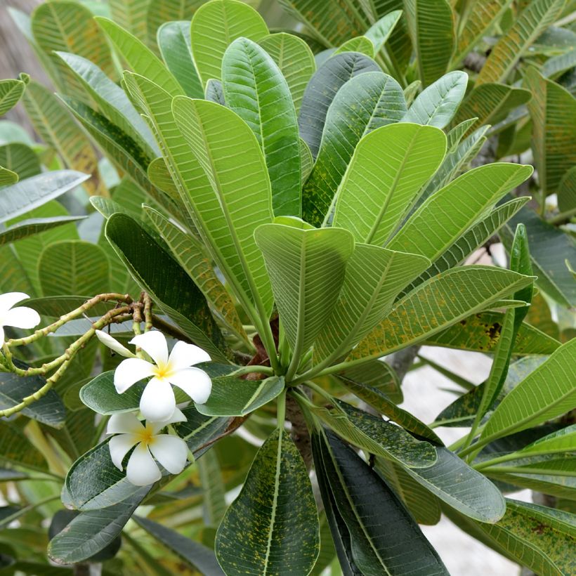 Plumeria obtusa (Folhagem)
