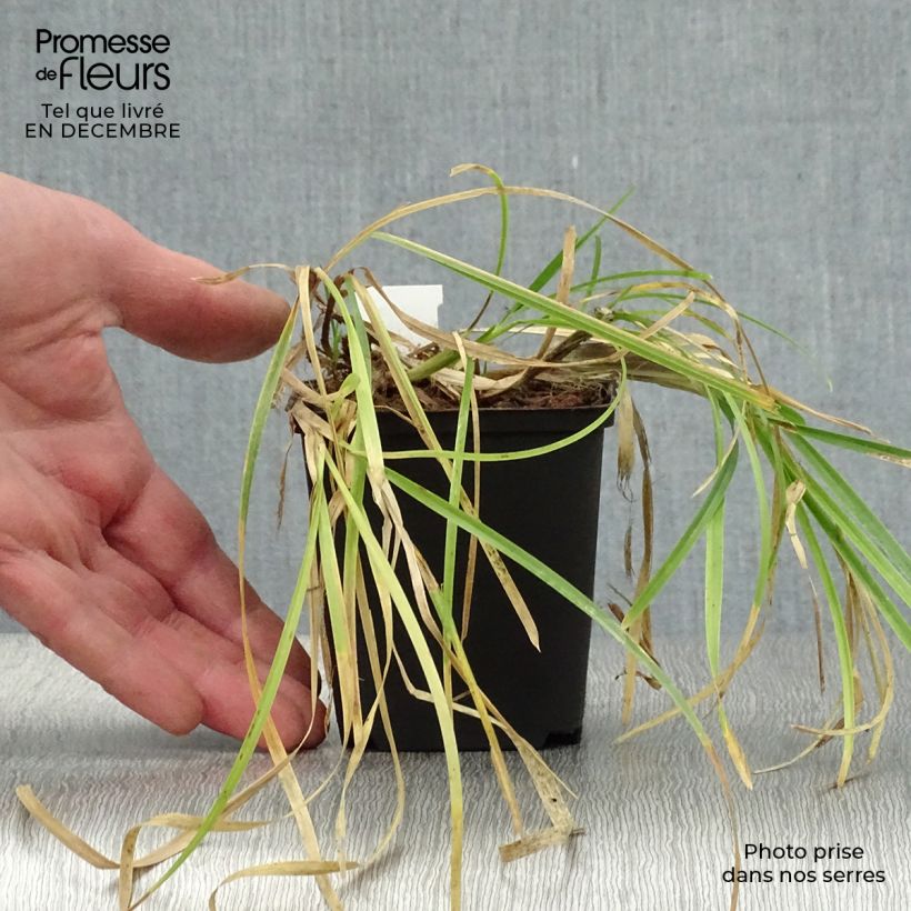 Spécimen de Poa chaixii - pâturin des Sudètes Godet de 8/9 cm tel que livré en hiver