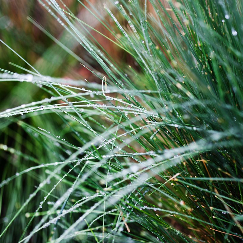 Poa glauca Blue Hills - Pâturin glauque (Feuillage)