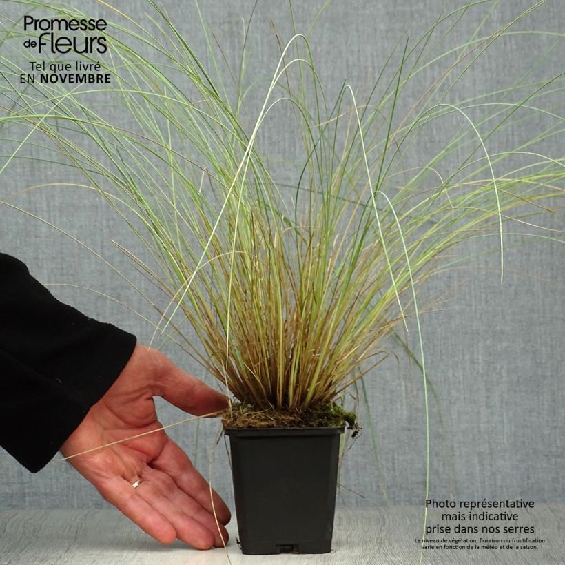 Spécimen de Poa labillardieri - Pâturin Godet de 8/9 cm tel que livré en automne