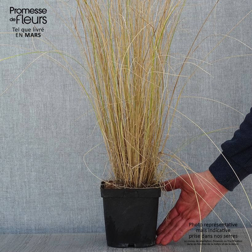 Spécimen de Poa labillardieri - Pâturin Pot de 2L/3L tel que livré en hiver