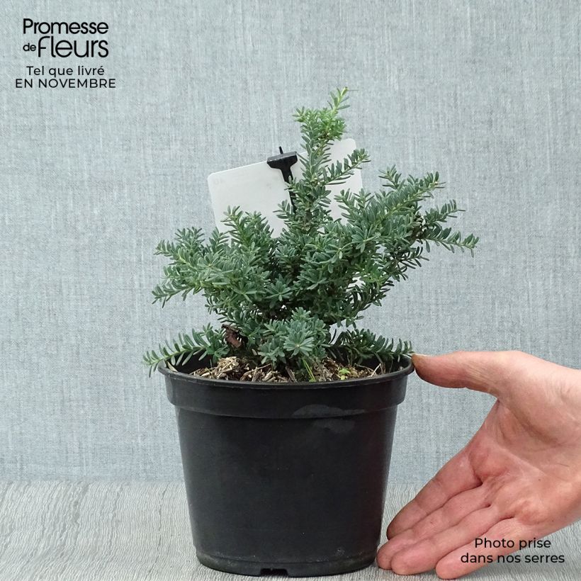 Spécimen de Podocarpus lawrencii Blue Gem                    Pot de 2L/3L tel que livré en automne