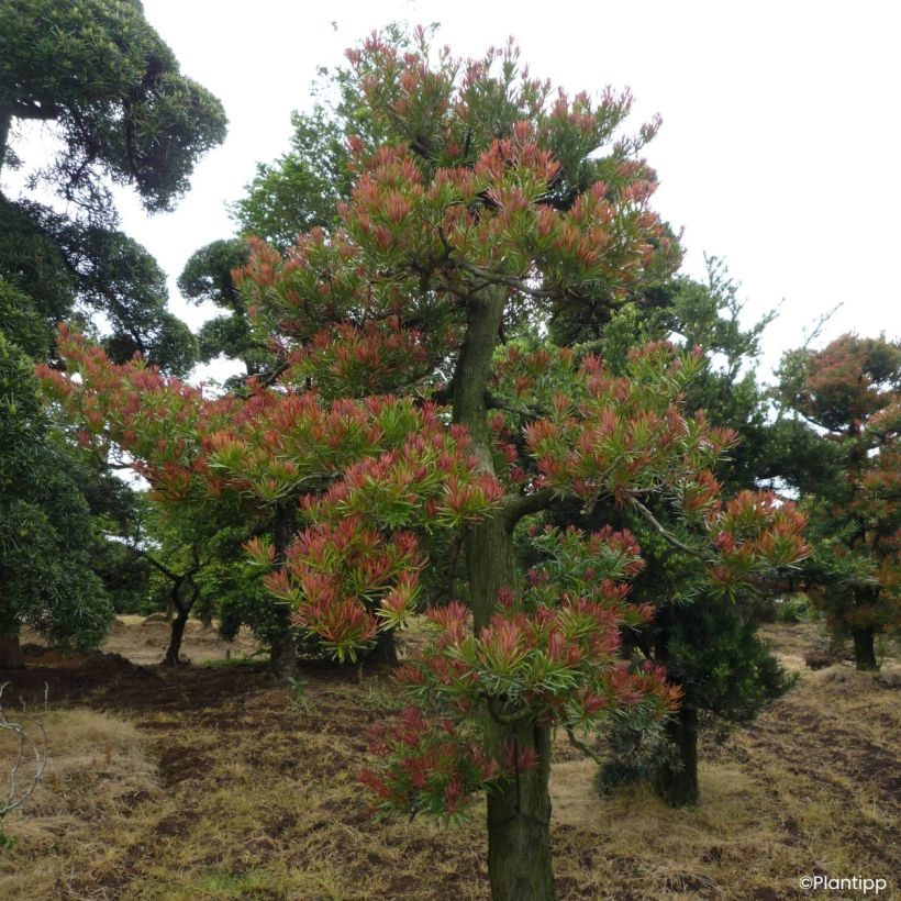 Pin des bouddhistes - Podocarpus macrophyllus Mood Ring (Port)