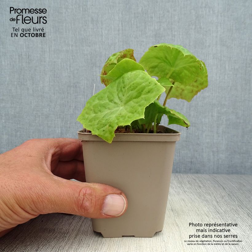 Spécimen de Podophyllum Spotty Dotty - Dysosma Godet de 8/9 cm tel que livré en automne