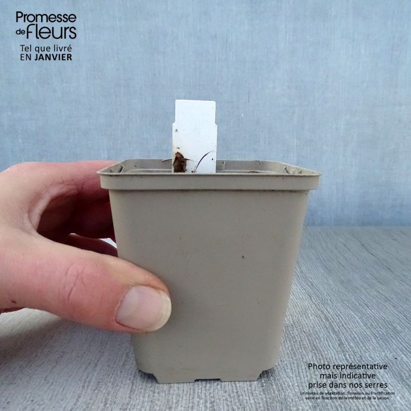 Spécimen de Podophyllum Spotty Dotty - Dysosma Godet de 8/9 cm tel que livré en hiver