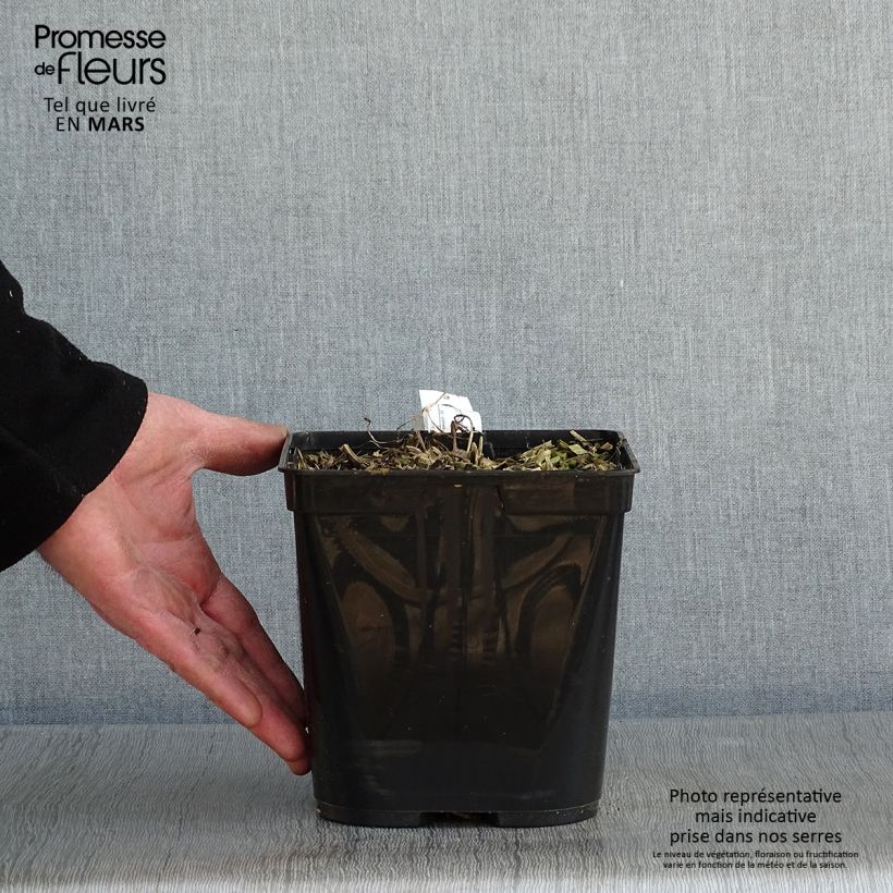 Spécimen de Podophyllum Spotty Dotty - Dysosma Pot de 3L/4L tel que livré en hiver