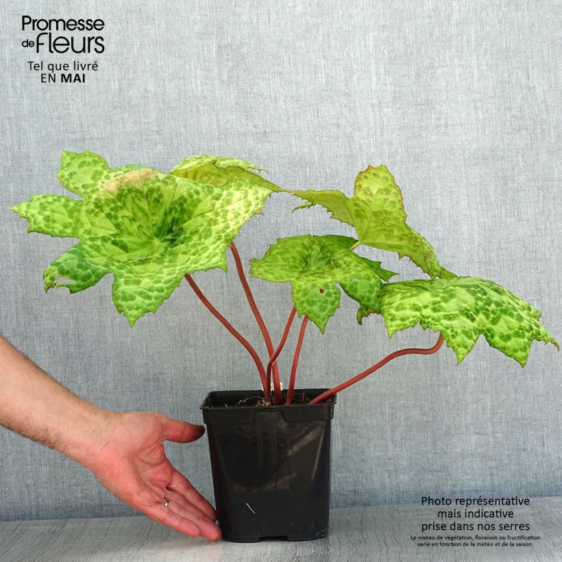 Spécimen de Podophyllum Spotty Dotty - Dysosma Pot de 3L/4L tel que livré au printemps