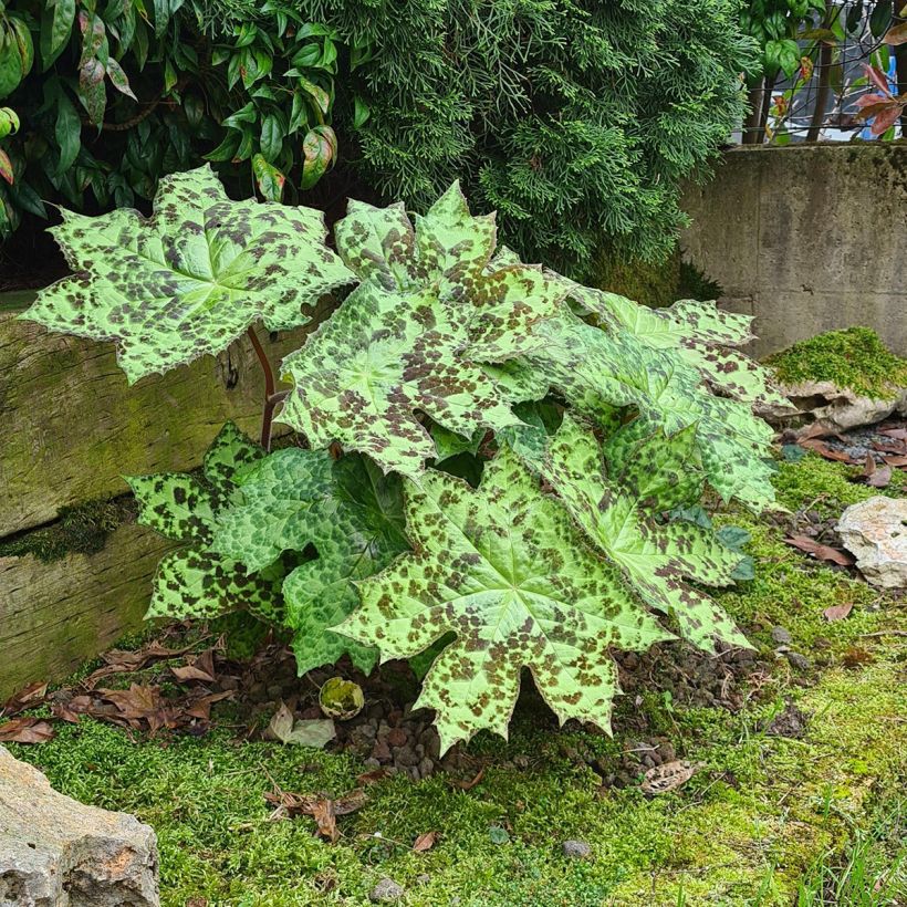 Podophyllum Spotty Dotty - Dysosma (Port)