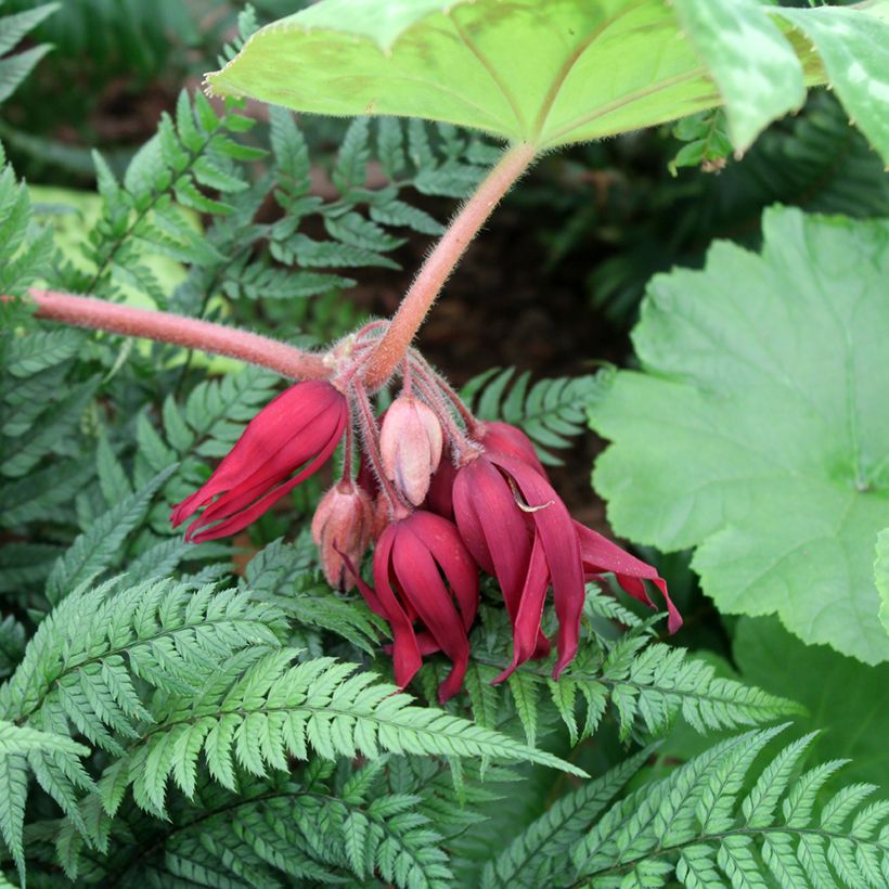 Podophyllum Spotty Dotty - Dysosma (Floraison)