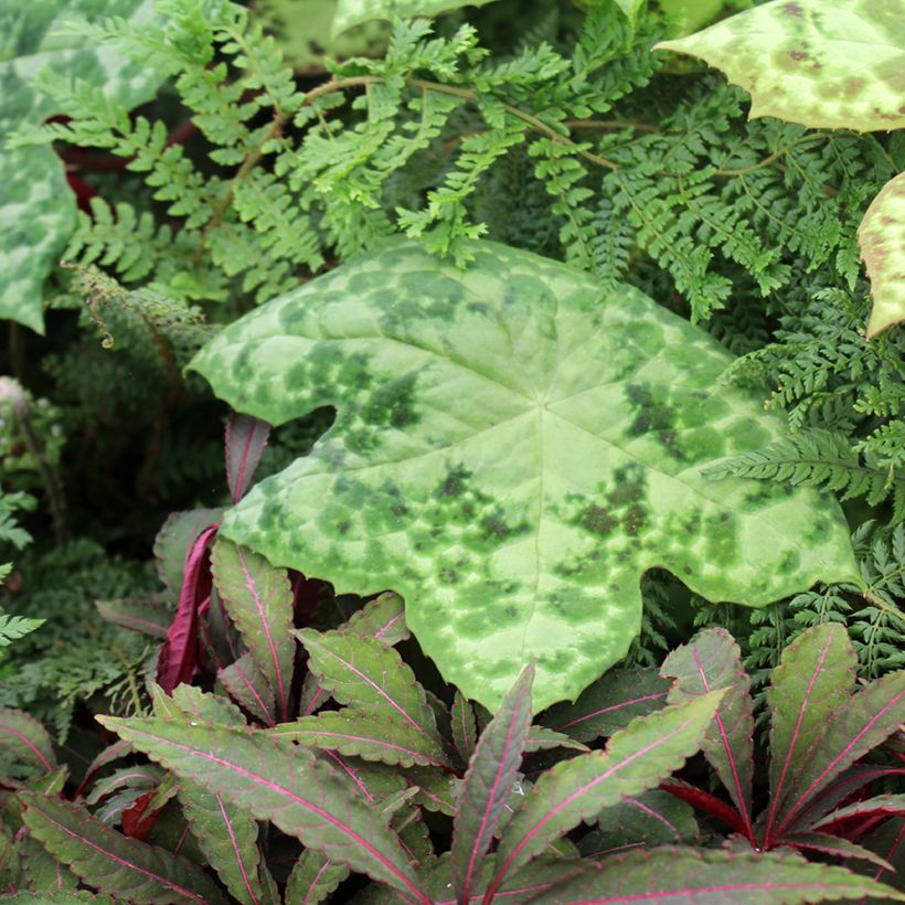 Podophyllum Spotty Dotty - Dysosma (Port)