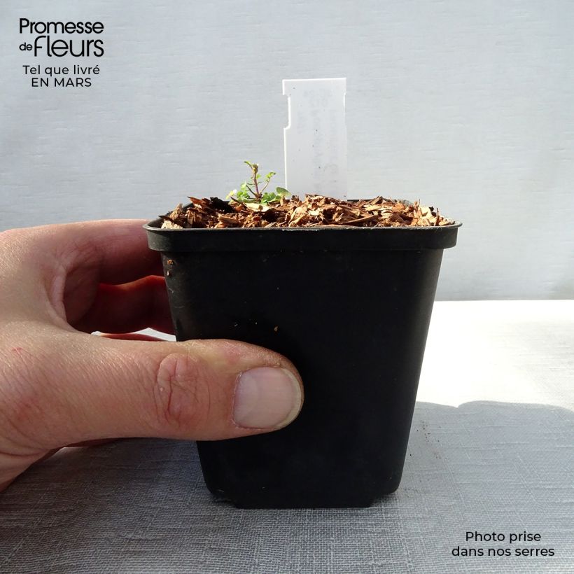 Spécimen de Podophyllum hexandrum, Podophyllum emodi Godet de 8/9 cm tel que livré au printemps