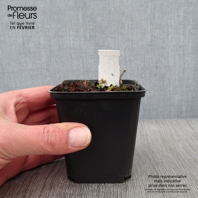 Spécimen de Podophyllum hexandrum, Podophyllum emodi Godet de 8/9 cm tel que livré en hiver