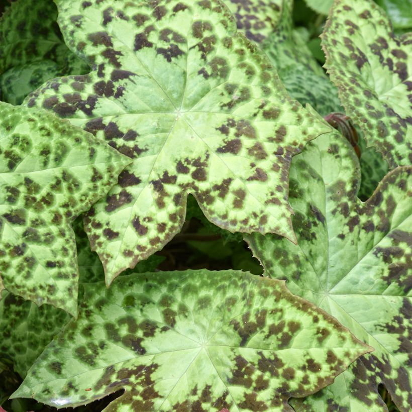 Podophyllum hexandrum, Podophyllum emodi (Feuillage)