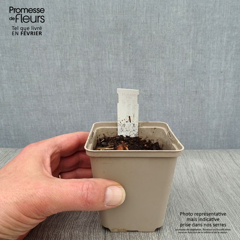 Spécimen de Podophyllum peltatum Godet de 8/9 cm tel que livré en hiver