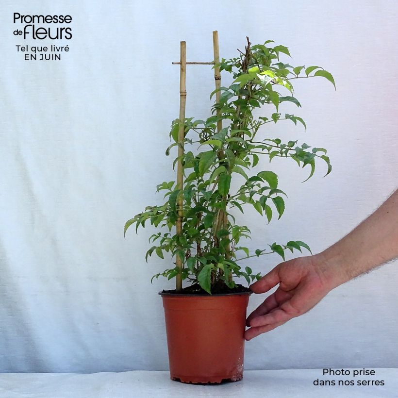 Spécimen de Podranea ricasoliana - Bignone rose Pot de 2L/3L tel que livré en été
