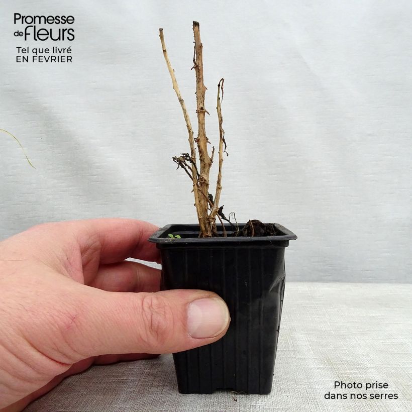 Spécimen de Melon Poire - Pépino - Solanum muricatum Godet de 7/8 cm tel que livré en hiver