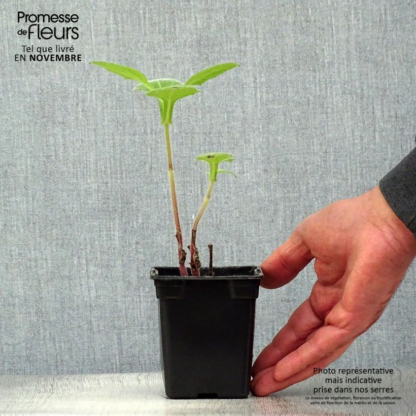 Spécimen de Poire de terre BIO - Yacon Godet de 8/9 cm tel que livré en automne