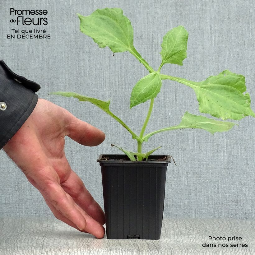 Spécimen de Poire de terre BIO - Yacon Godet de 8/9 cm tel que livré en hiver