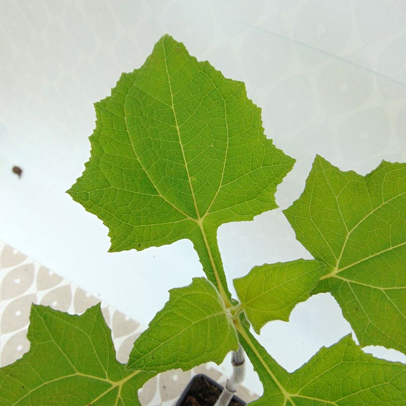 Poire de terre BIO - Yacon (Feuillage)
