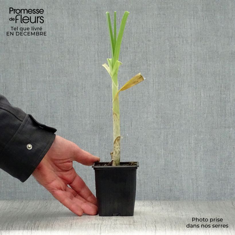 Spécimen de Poireau perpétuel des vignes BIO - Allium ampeloprasum - Poireau vivace Godet de 7/8 cm tel que livré en hiver