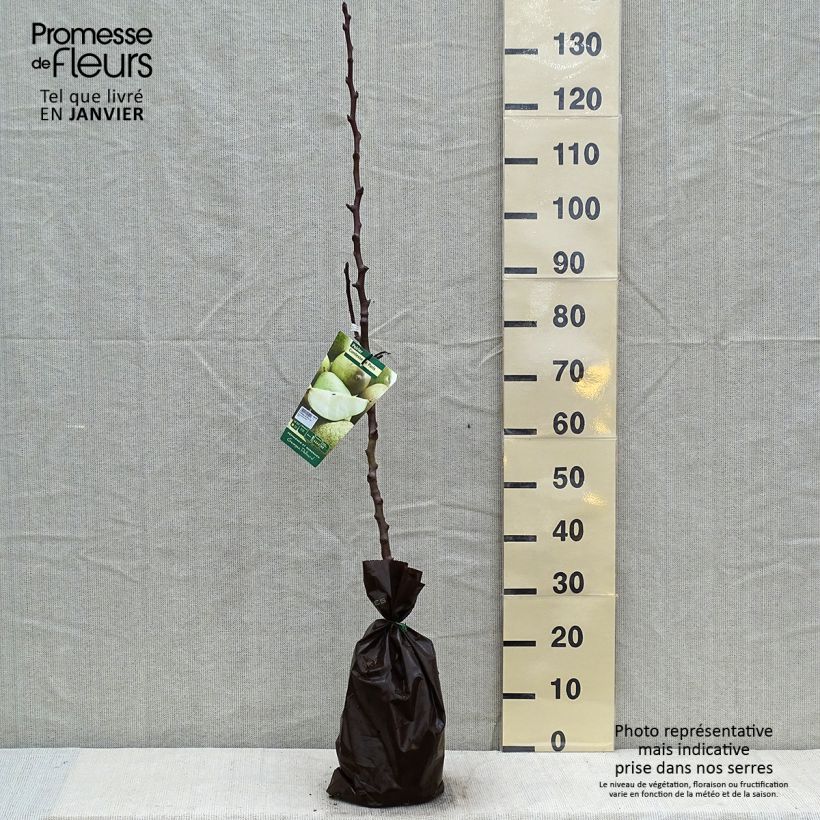 Spécimen de Poirier Comtesse de Paris - Georges Delbard Motte "Prêt-à-planter", Scion tel que livré en hiver