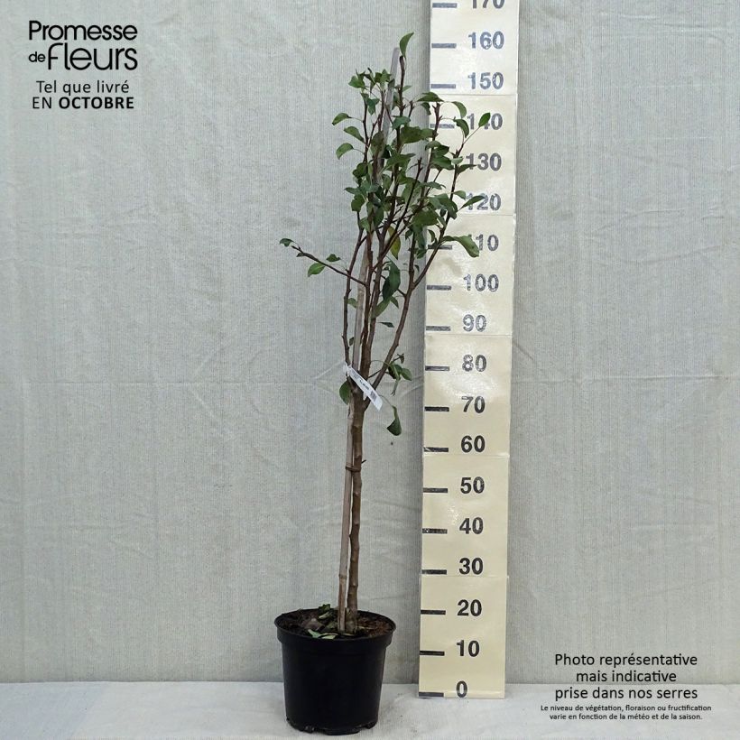 Spécimen de Poirier Conférence Pot de 7,5L/10L, Gobelet tel que livré en automne