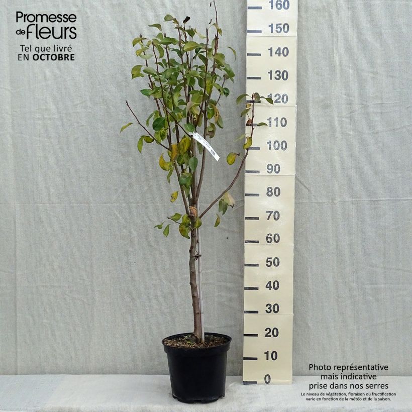 Spécimen de Poirier Duchesse d'Angouleme Pot de 7,5L/10L, Gobelet tel que livré en automne
