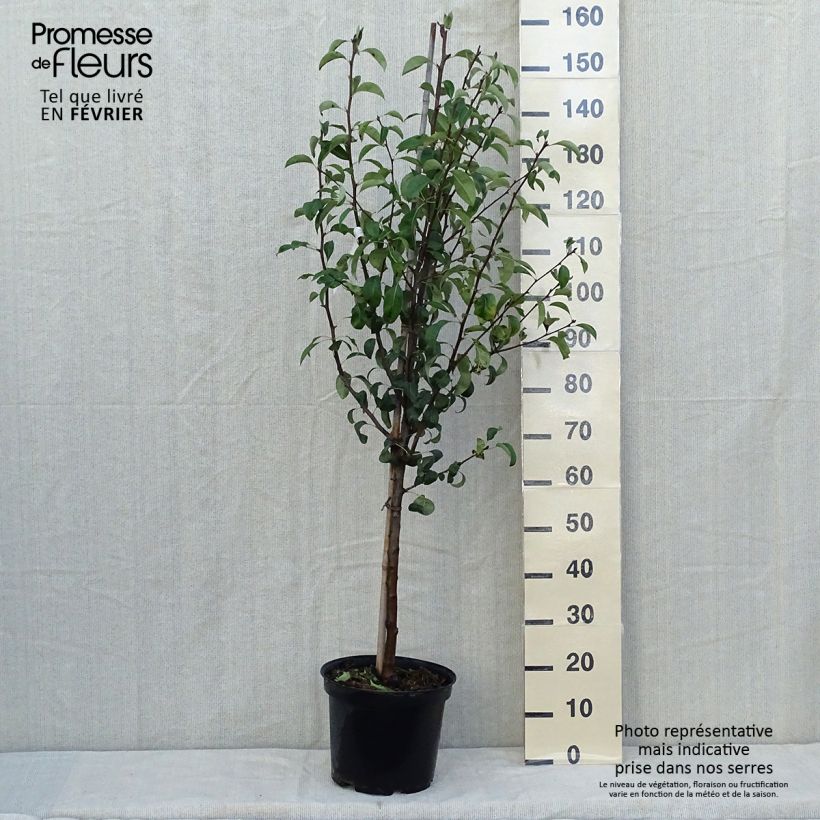 Spécimen de Poirier Epine du Mas - Duc de Bordeaux Pot de 7,5L/10L, Gobelet tel que livré en automne