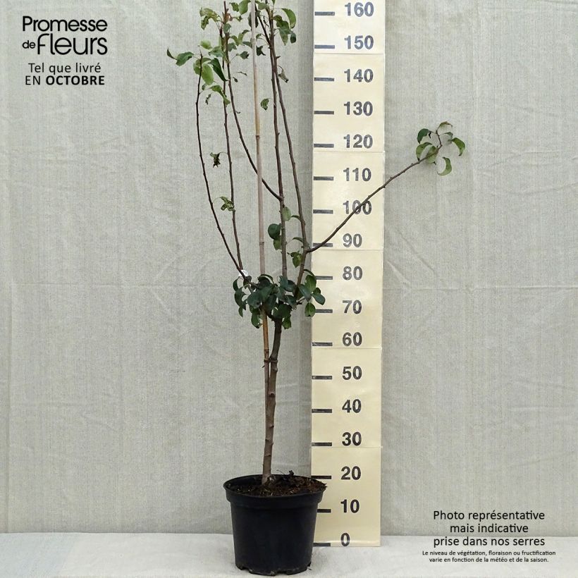 Spécimen de Poirier Louise Bonne d'Avranches Pot de 7,5L/10L, Gobelet tel que livré en automne