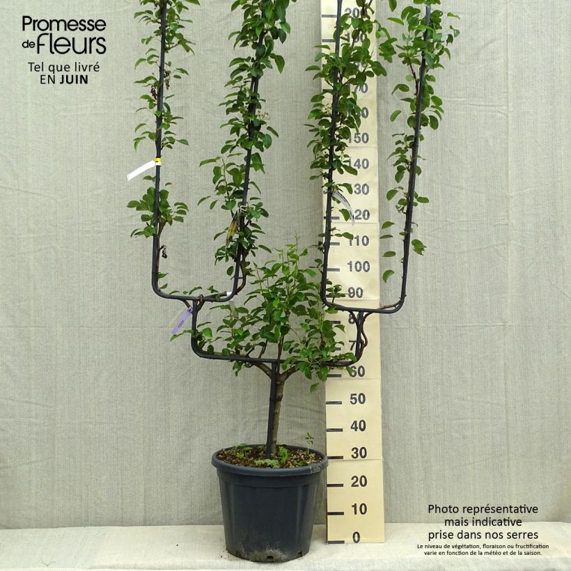 Spécimen de Poirier General Leclerc - Pyrus communis Pot de 30L/35L, Palmette double U tel que livré au printemps
