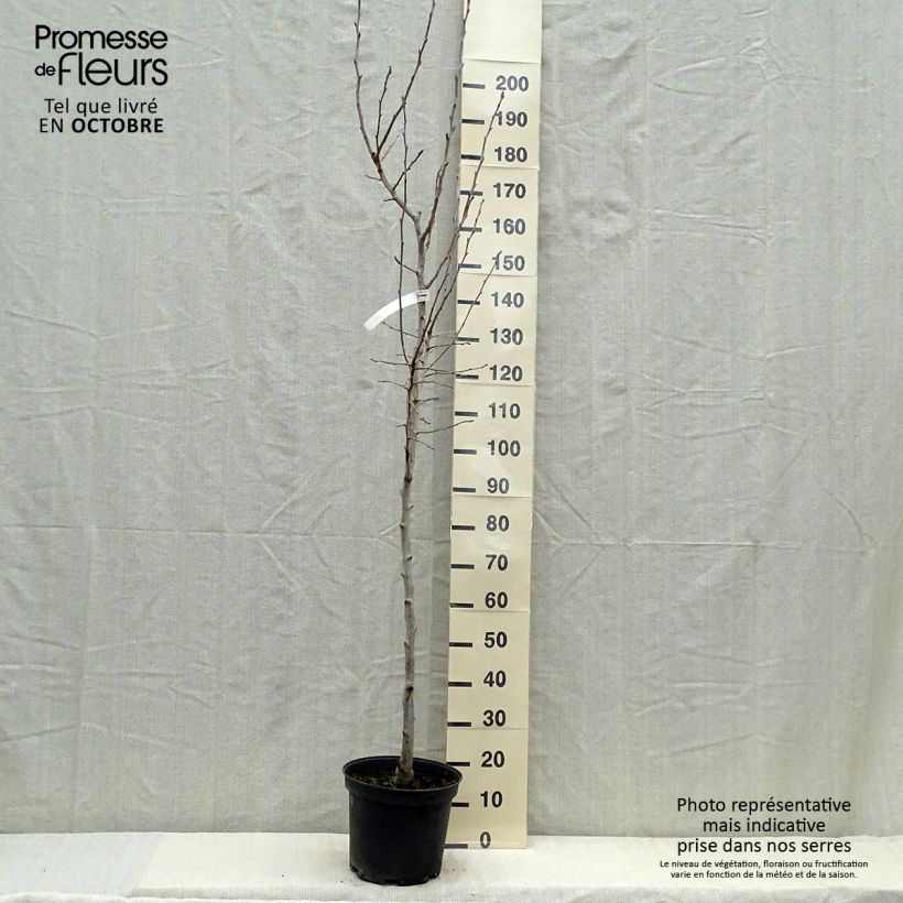 Spécimen de Poirier William's Bon Chrétien Pot de 7,5L/10L, Demi-Tige tel que livré en automne