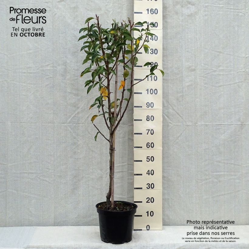 Spécimen de Poirier William's Bon Chrétien Pot de 7,5L/10L, Gobelet tel que livré en automne