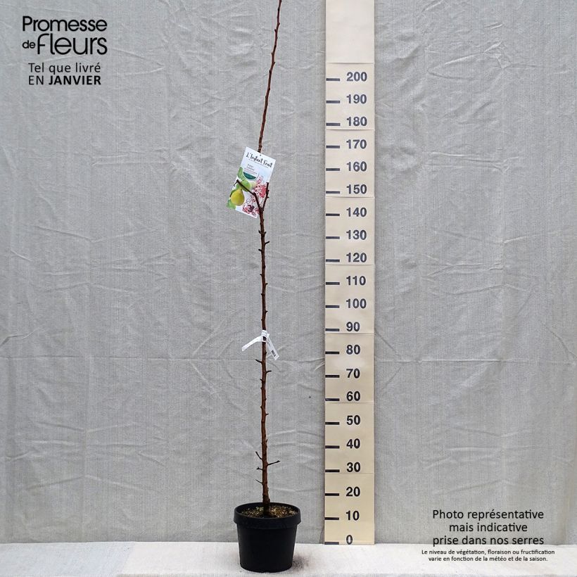 Spécimen de Poirier colonnaire Londres - Pyrus communis Pot de 7,5L/10L, Colonnaire tel que livré en hiver
