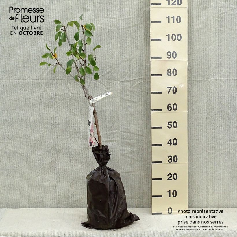 Spécimen de Poirier nain Delbard d'Automne - Georges Delbard Motte "Prêt-à-planter", 1/4 de tige tel que livré en automne