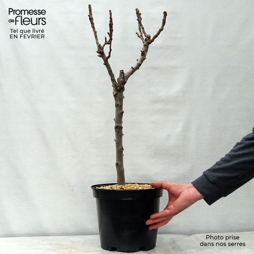 Spécimen de Poirier nain Garden Gem Pot de 6L/7L, Nain tel que livré en hiver