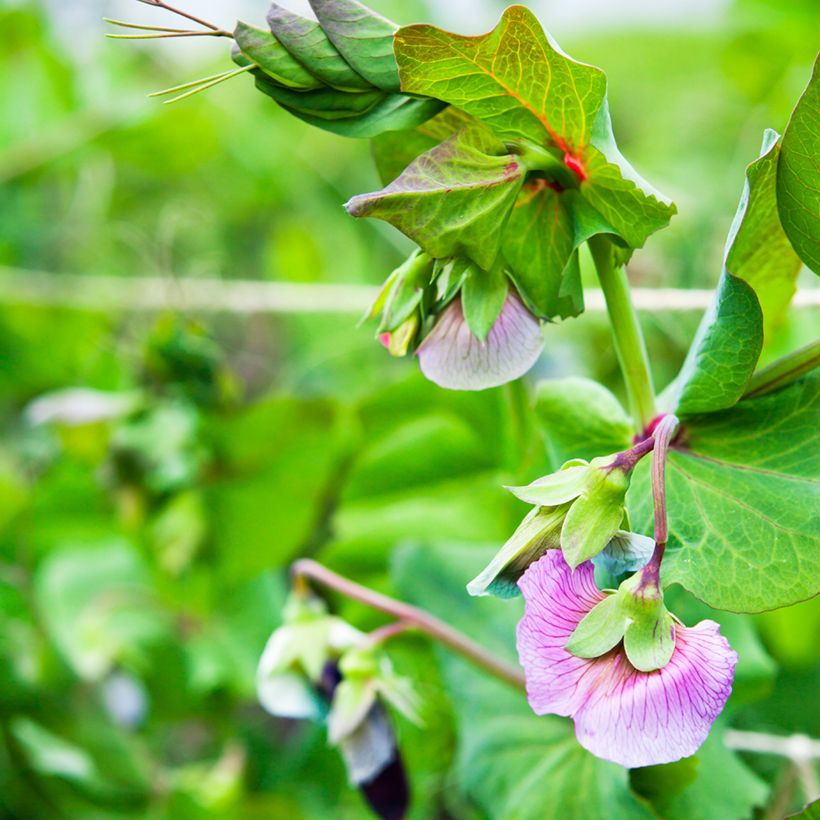 Pois à rames Blauwschokker à cosses violettes - Pisum sativum (Floraison)