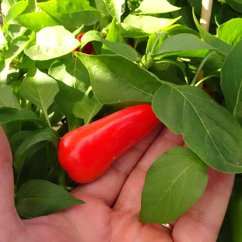 Poivron midi orange Snackor F1 en plants - Capsicum annuum (Récolte)