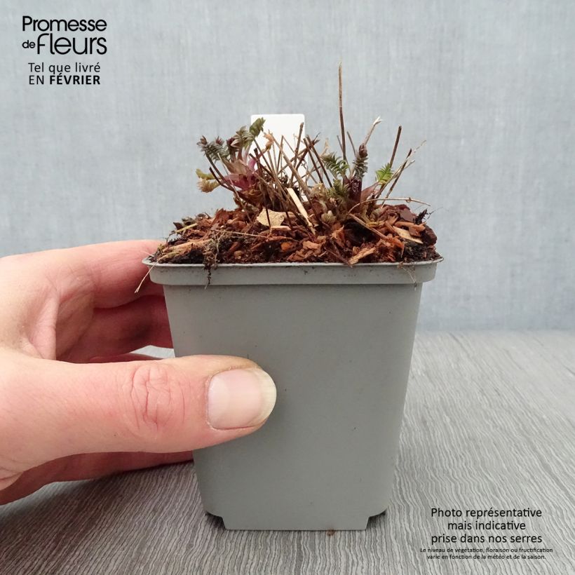 Spécimen de Polemonium Bressingham Purple  Godet de 8/9 cm tel que livré en hiver