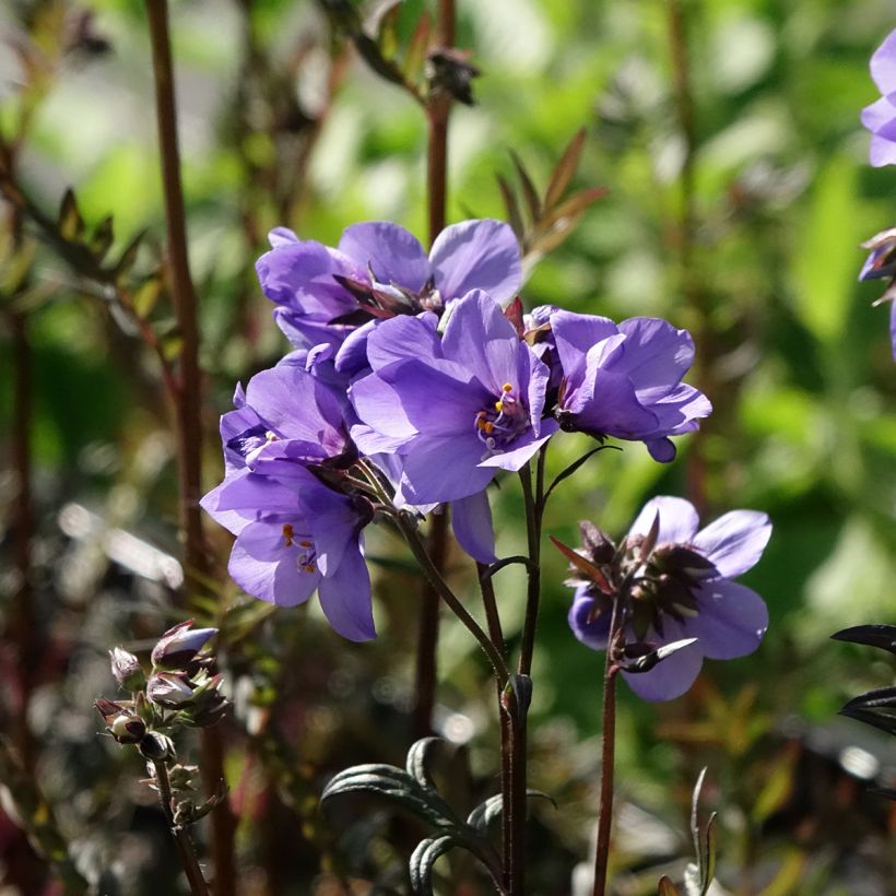 Polemonium Bressingham Purple  (Floraison)