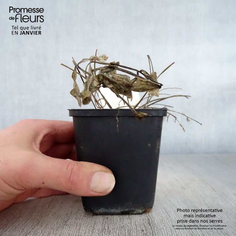 Spécimen de Polemonium Stairway to Heaven Godet de 8/9 cm tel que livré en hiver